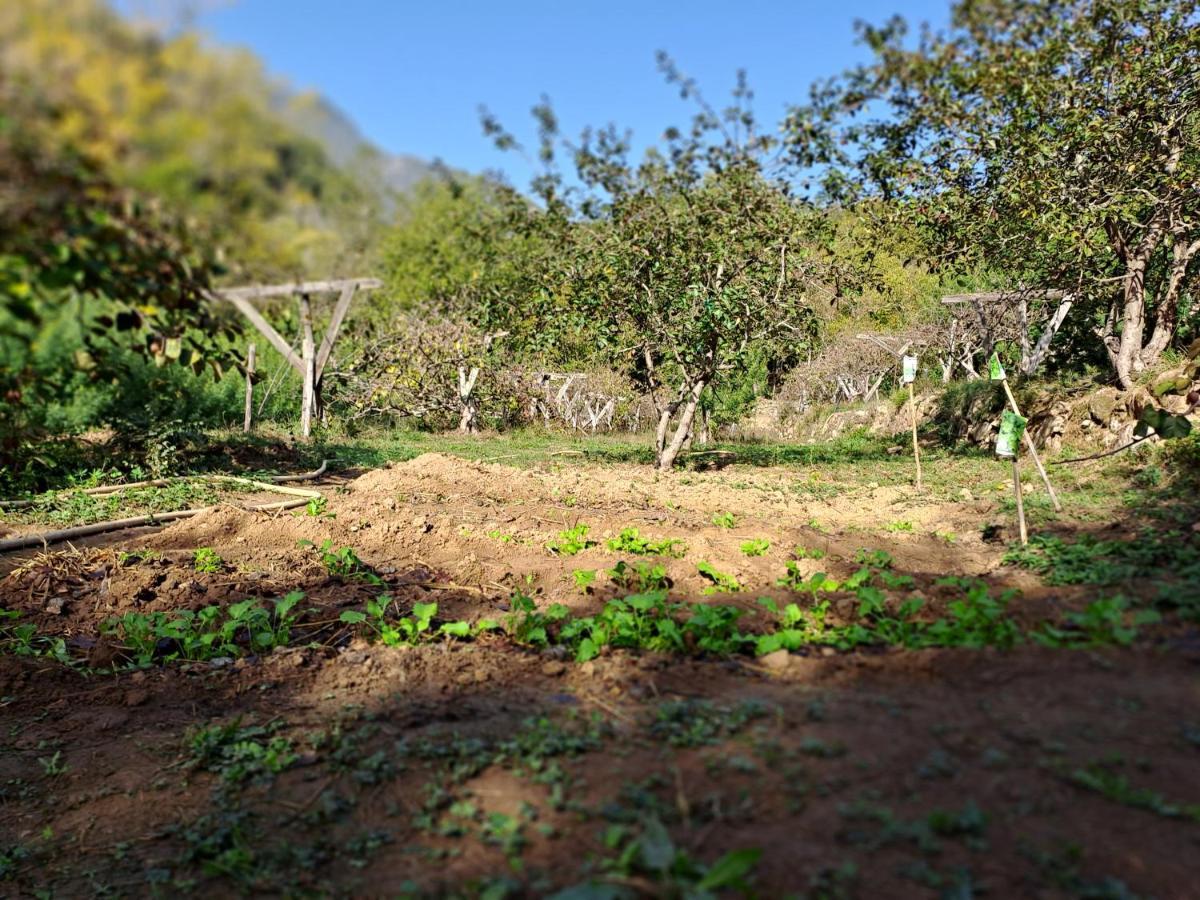 Agricamping Ponteraggio N.1 Hotell Dolceacqua Exteriör bild
