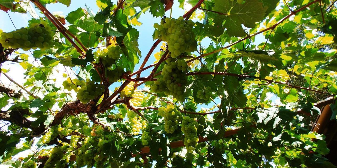 Agricamping Ponteraggio N.1 Hotell Dolceacqua Exteriör bild