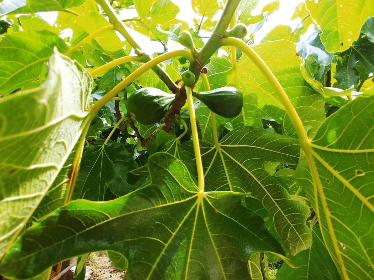Agricamping Ponteraggio N.1 Hotell Dolceacqua Exteriör bild