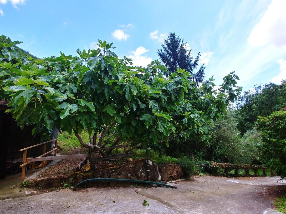 Agricamping Ponteraggio N.1 Hotell Dolceacqua Exteriör bild
