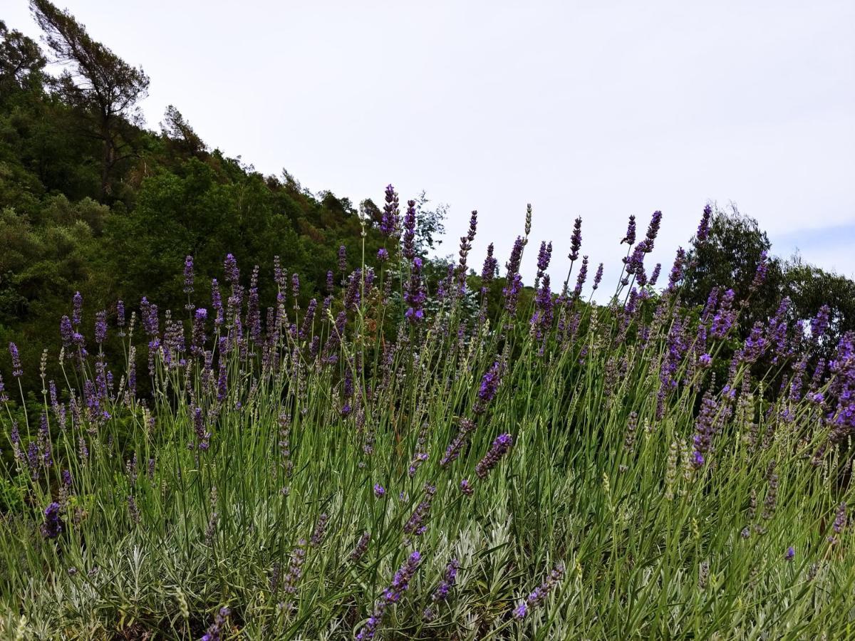 Agricamping Ponteraggio N.1 Hotell Dolceacqua Exteriör bild