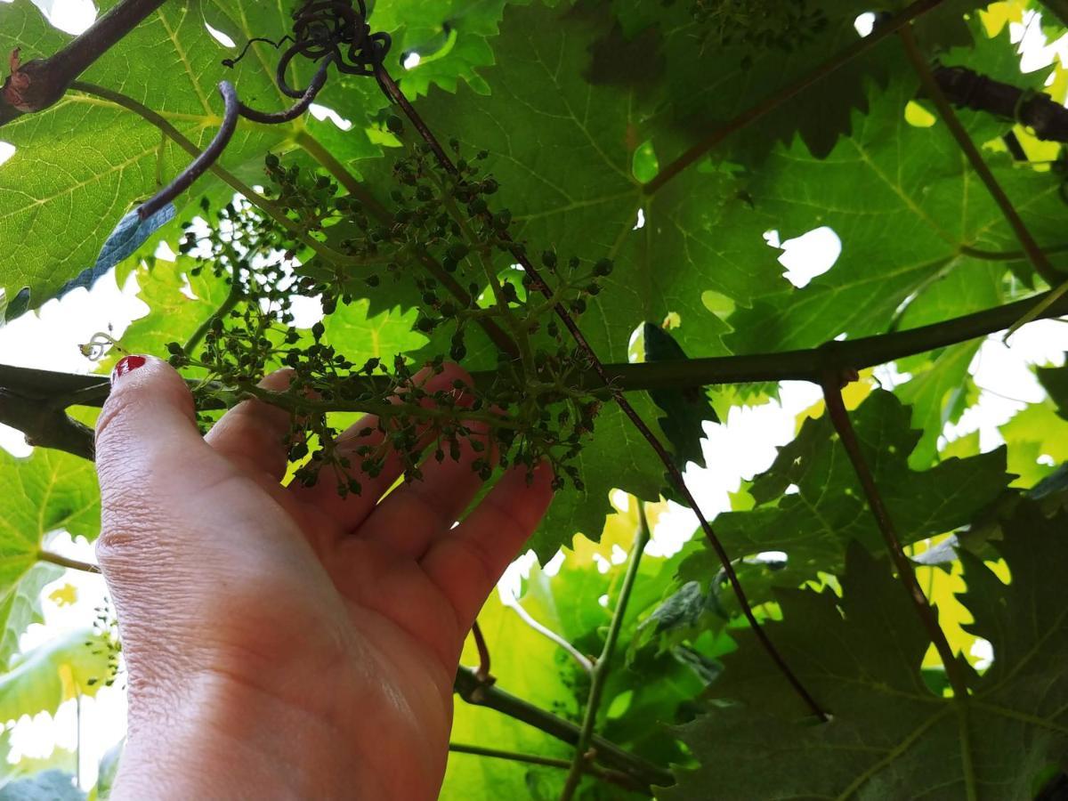 Agricamping Ponteraggio N.1 Hotell Dolceacqua Exteriör bild